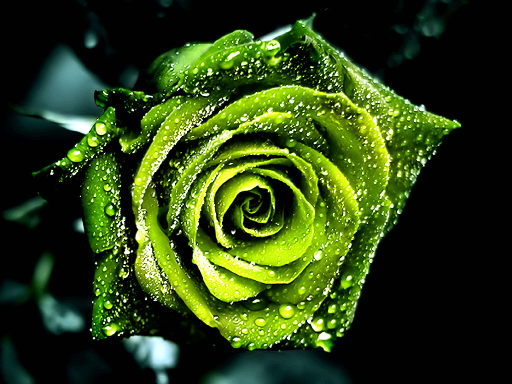 Beautiful HD Wallpaper Green Rose