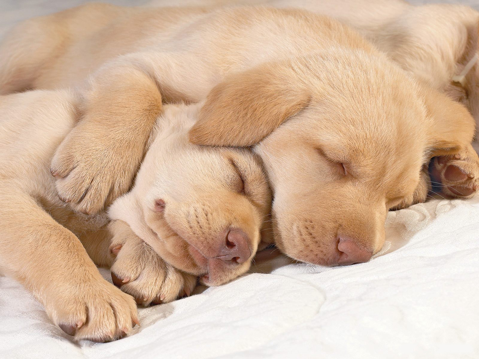 Puppies Image Cute In Hug Wallpaper Photos