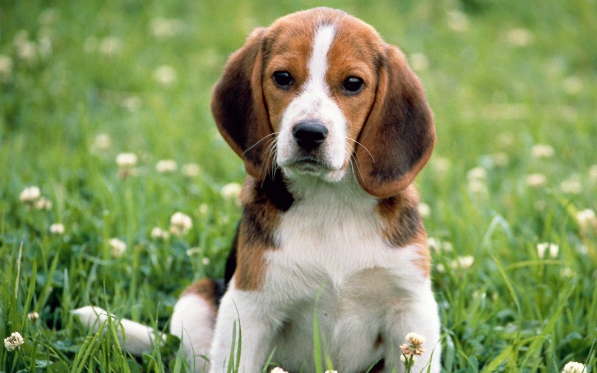 Beagle For The Dog Wallpaper Best