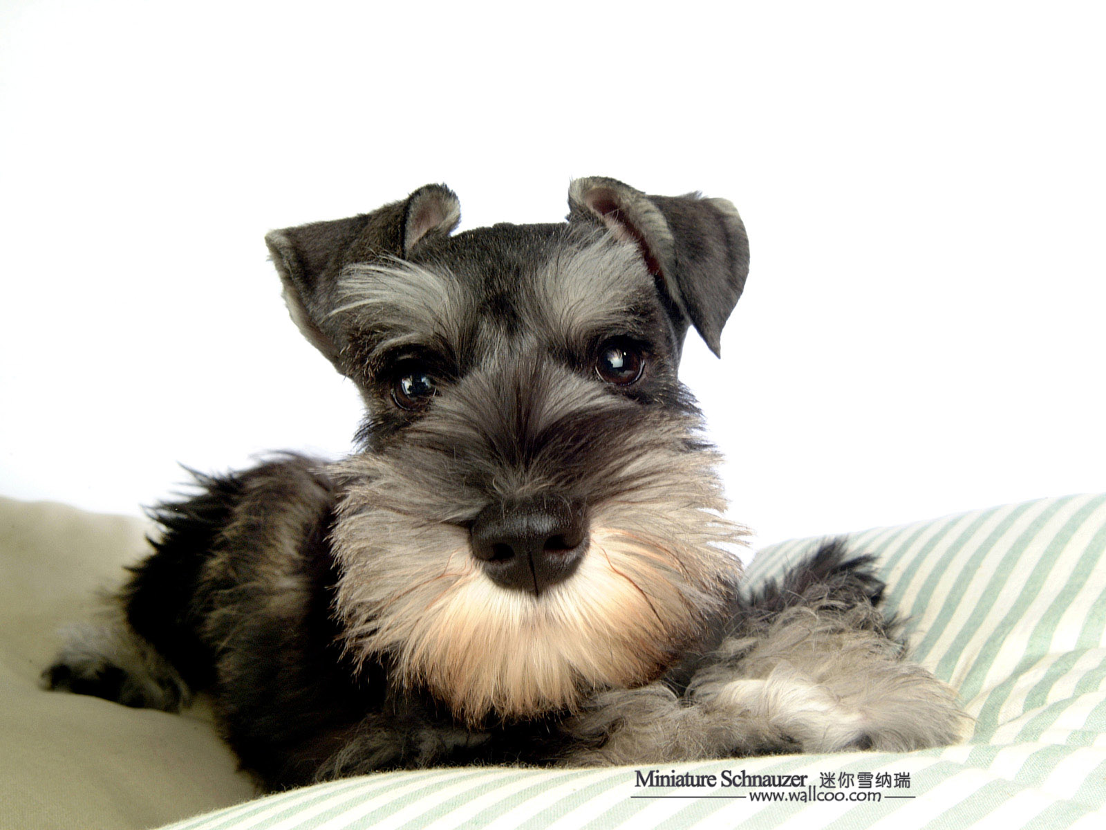 Best Schnauzer Wallpaper