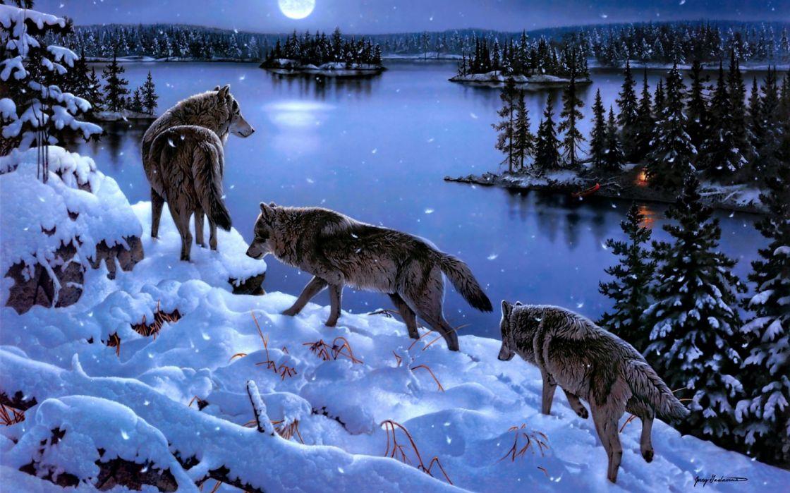 Water Wolves Animals Winter Night Nature Drawings Snow Widescreen