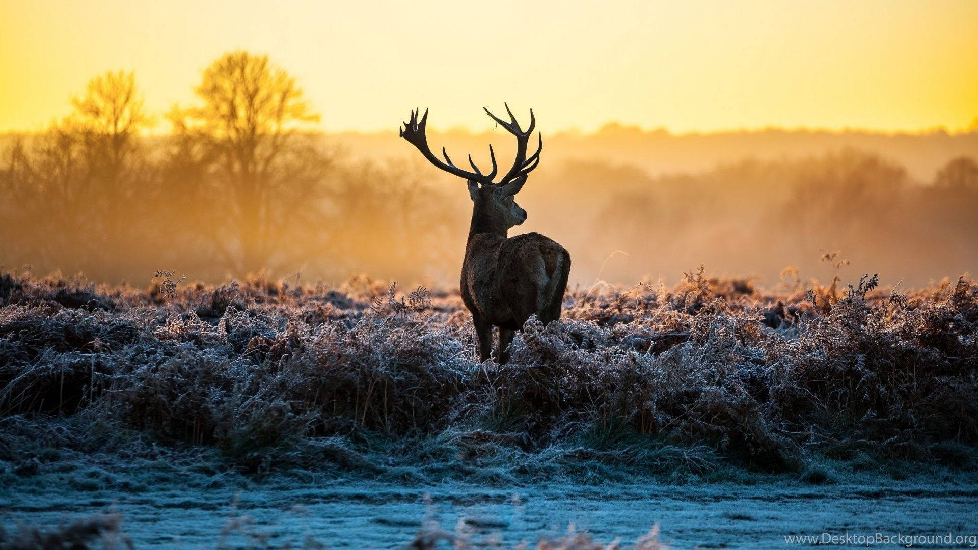 Reindeer Background Wallpaper