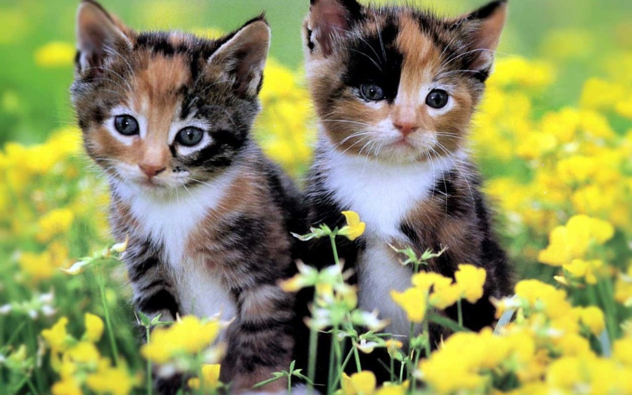 Cute Cats And Kittens Wallpaper Top
