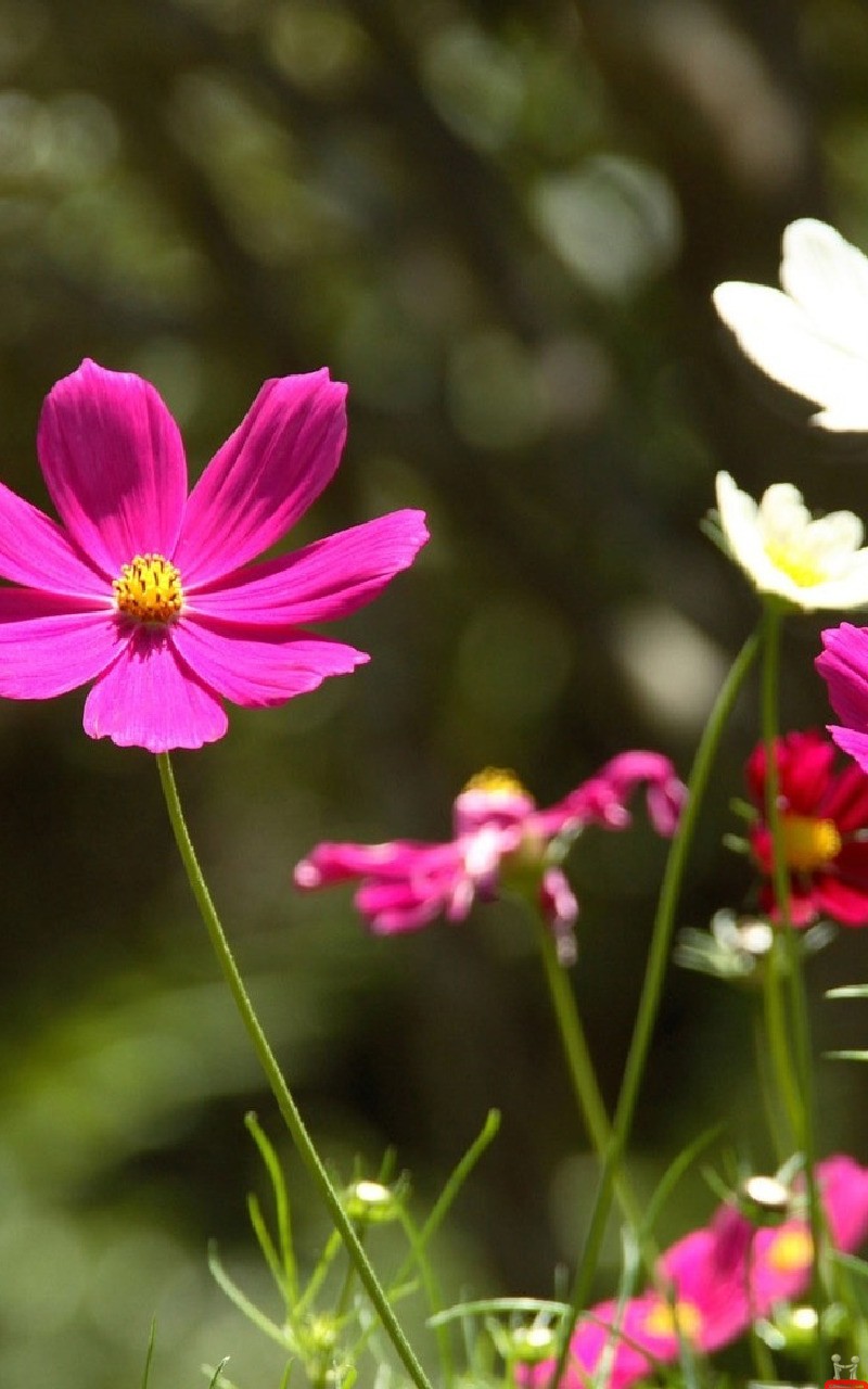 Wallpaper Nature Beautiful Flowers Note Galaxy