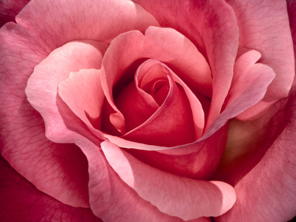 Beautiful Pink Rose HD Wallpaper Looks Wonderful