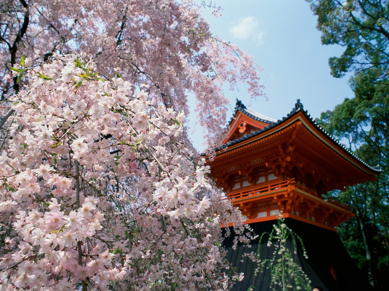 Description Sakura Flowers Wallpaper Is A Hi Res For Pc