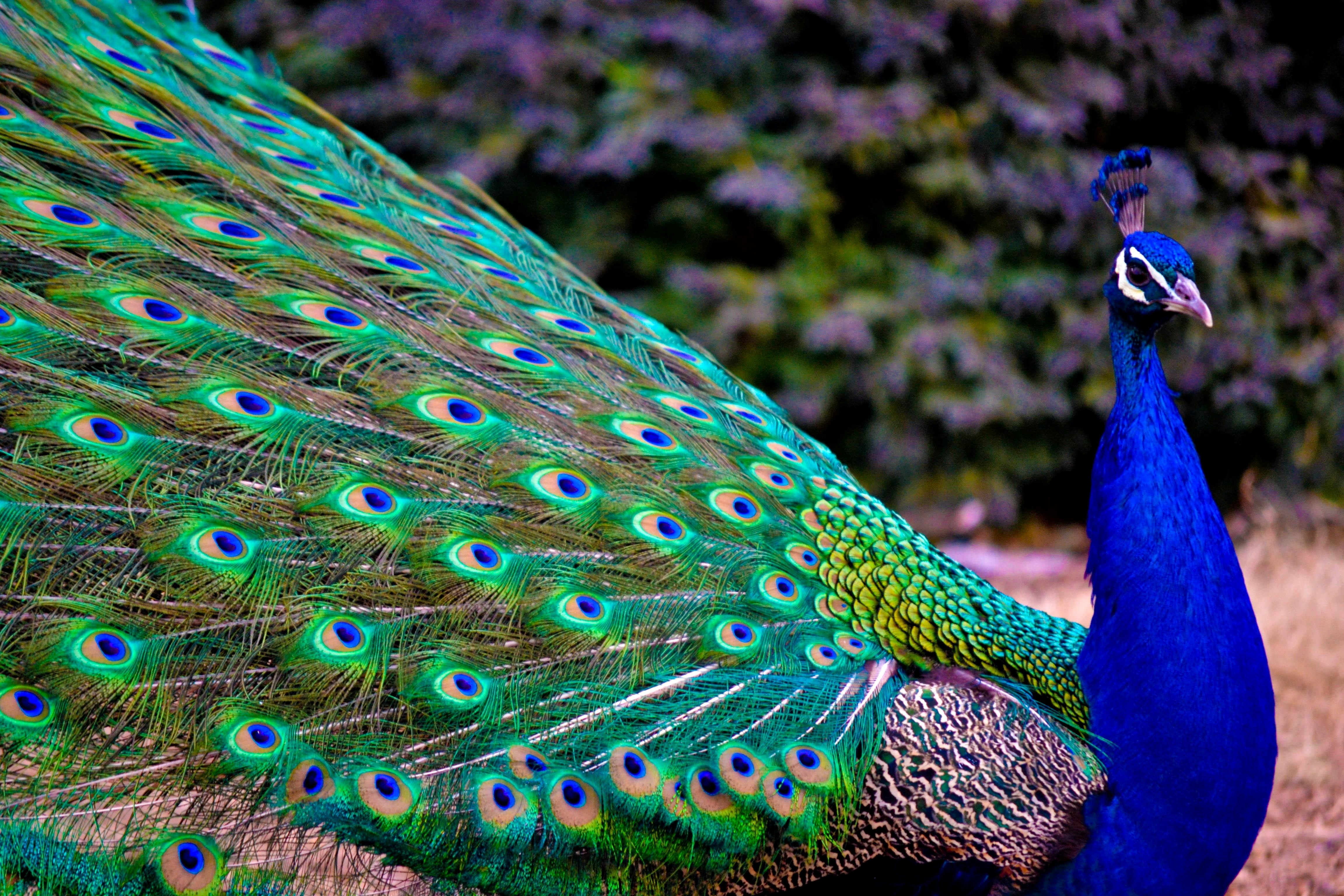 Nice Indian Peacock Wallpaper HD