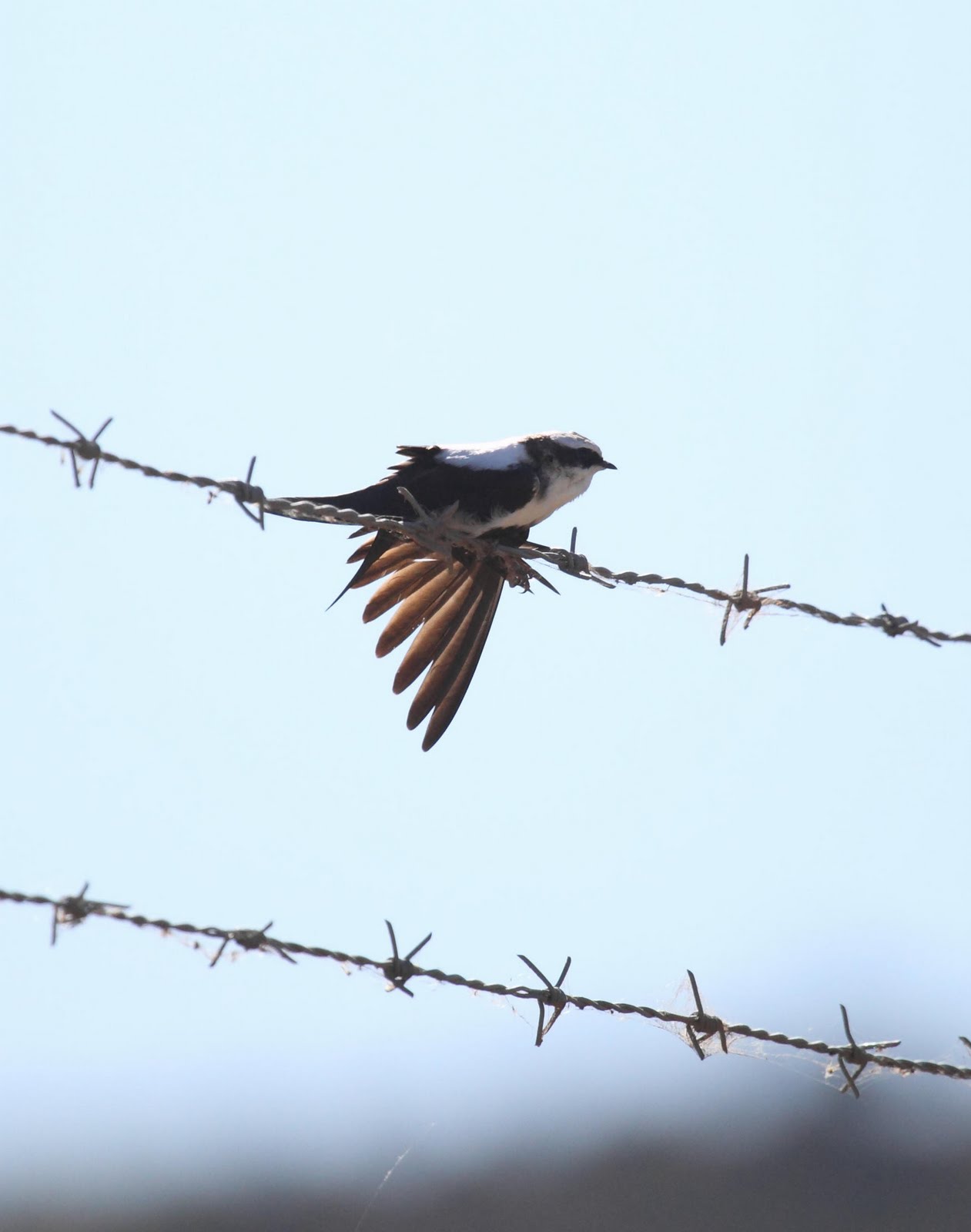 White Backed Swallow Photos And Wallpaper Collection Of