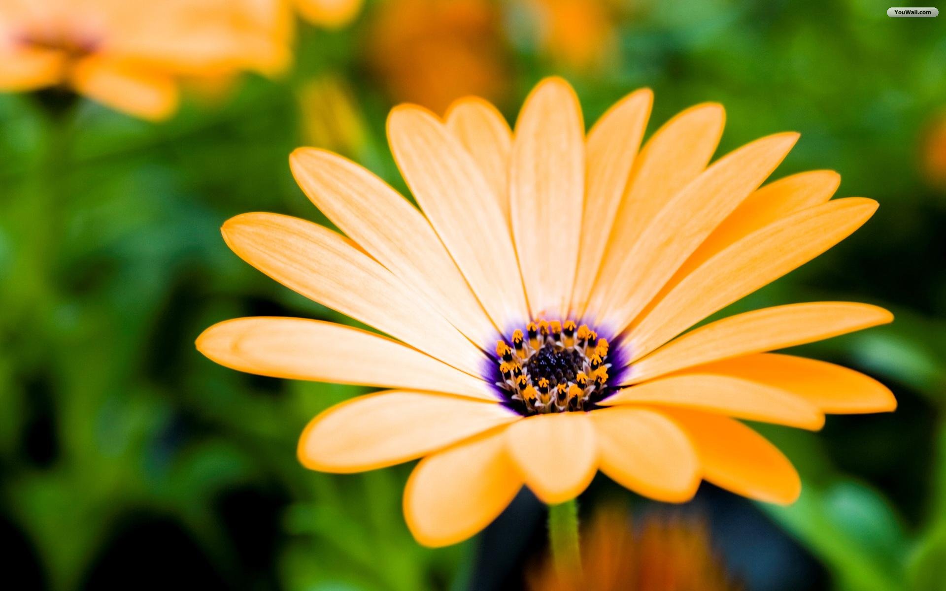 Desktop Flower Wallpaper