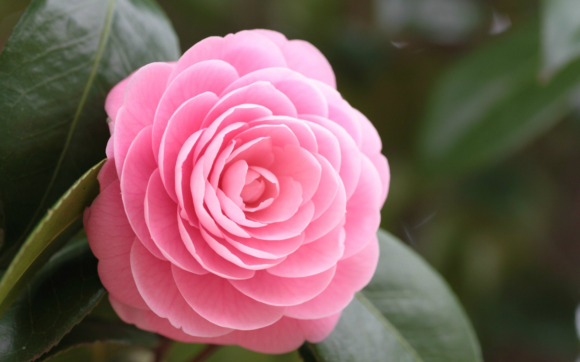 Most Beautiful Pink Roses Wallpapers