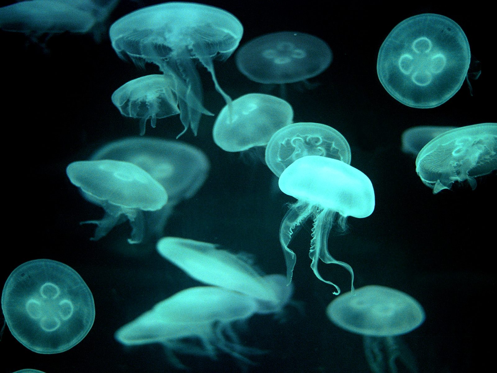 Jelly Fish Wallpaper On