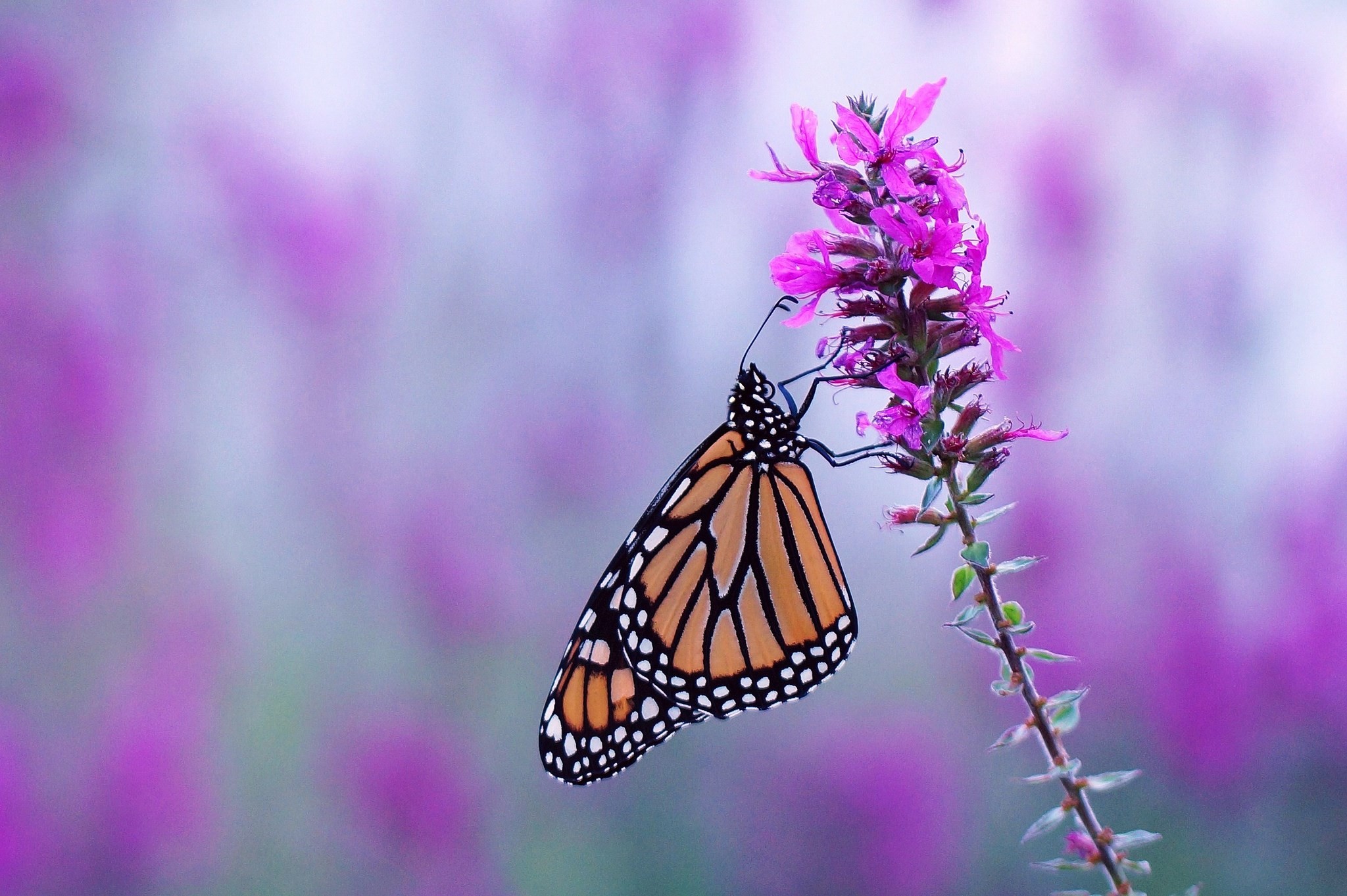 Butterfly Wallpaper For Computer