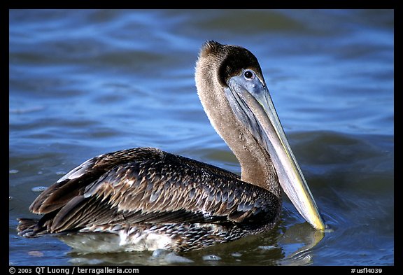 Picture Photo Pelican Floating On Water Sanibel Island Florida Usa