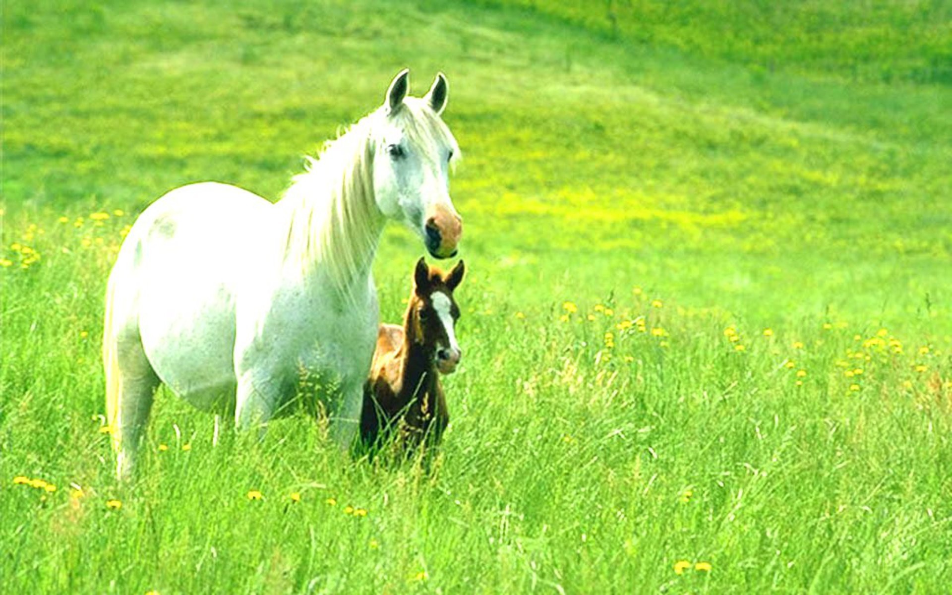 Farm Animals Wallpaper