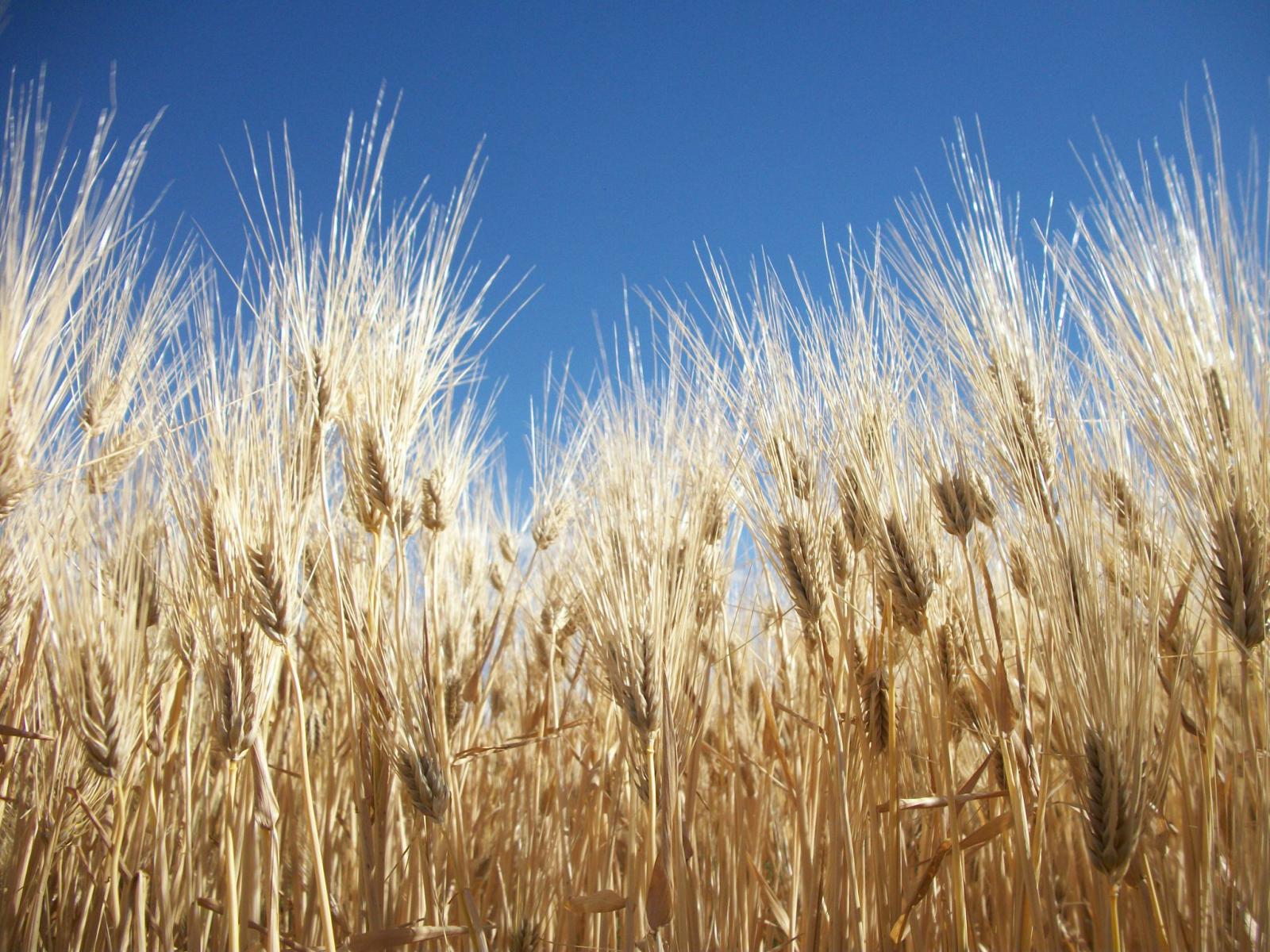 Project Aims To Develop Winter Malting Barley Cultivars Adapted