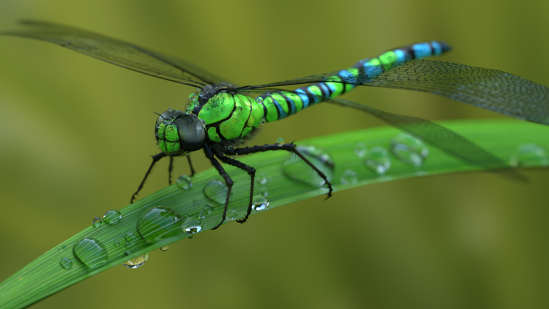 Insects Wallpaper