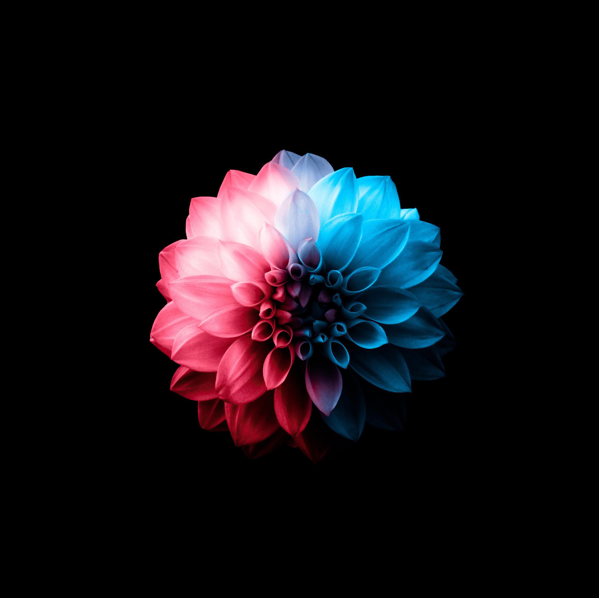 Flower Oled Dark 5k iPad Air HD 4k Wallpaper Image