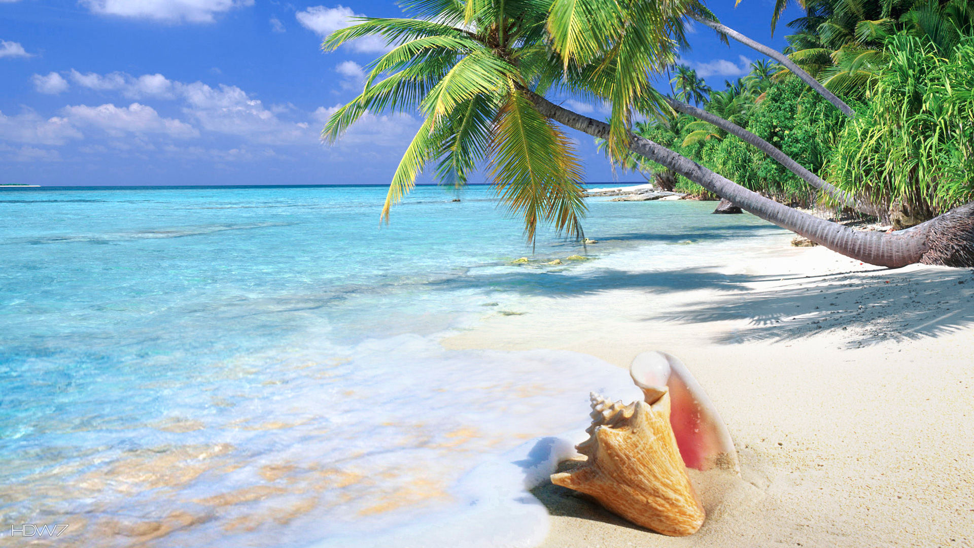 tropical beach shell 1920x1080 HD WALLPAPERS GALLERY 81