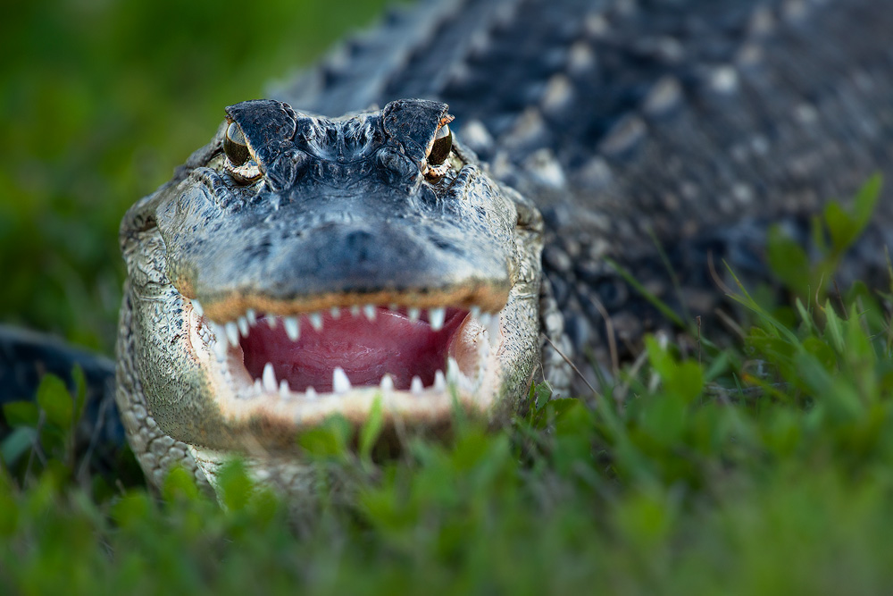 Wallpaperhere Florida Gators Filesize