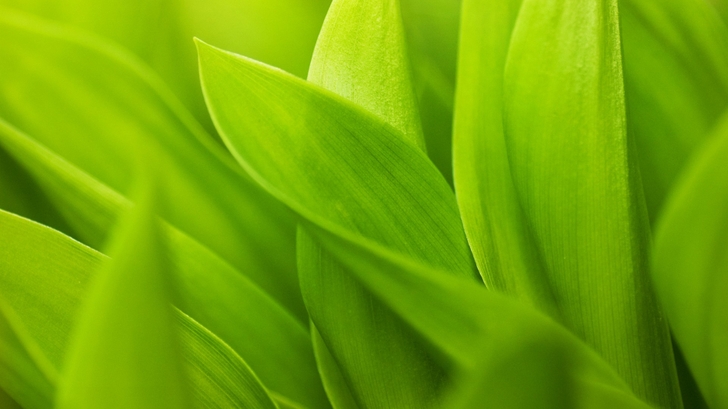  1281 Category Color Hd Wallpapers Subcategory Green Hd Wallpapers