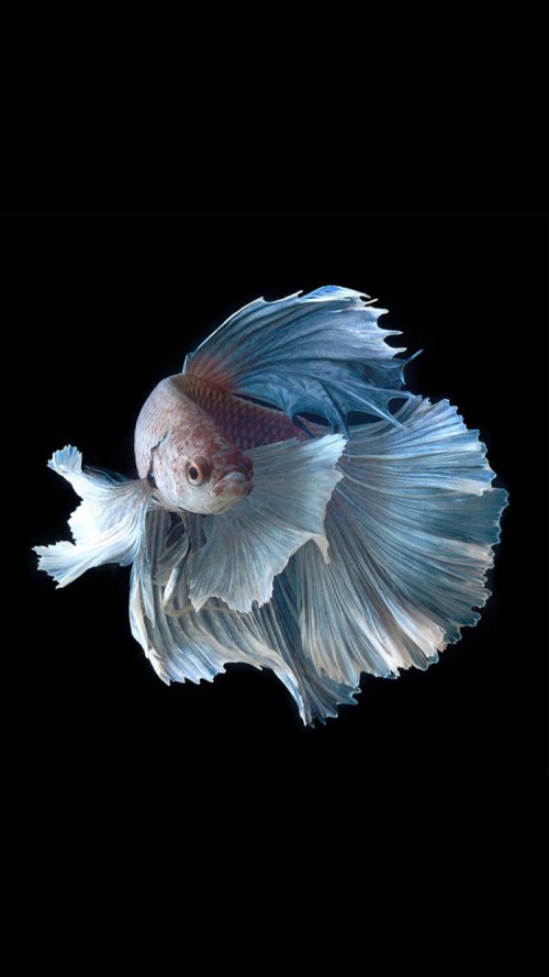 iPhone 6s Wallpaper With Silver Albino Betta Fish In Dark Background