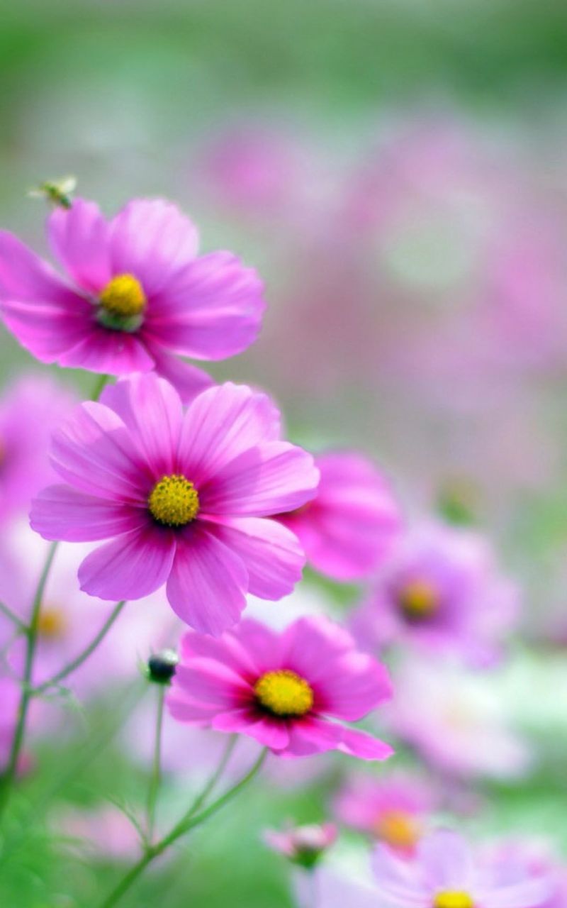 Cosmos Flowers Mobile Wallpaper