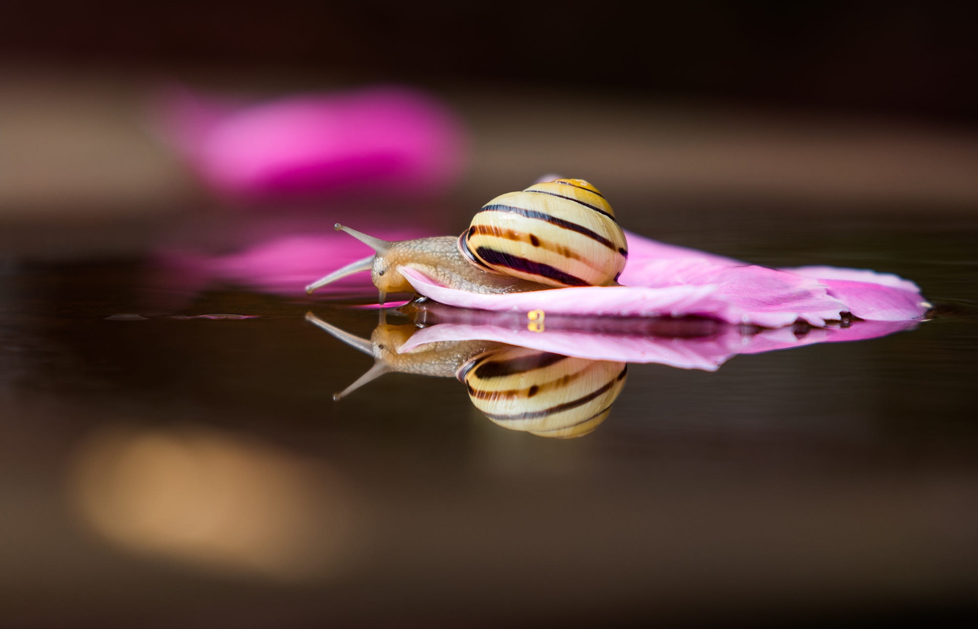 Snail HD Wallpaper And
