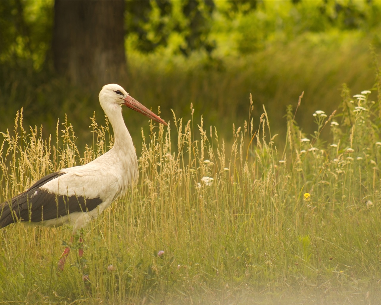 Bird Close Up Stork Walk In The Grass Wallpaper