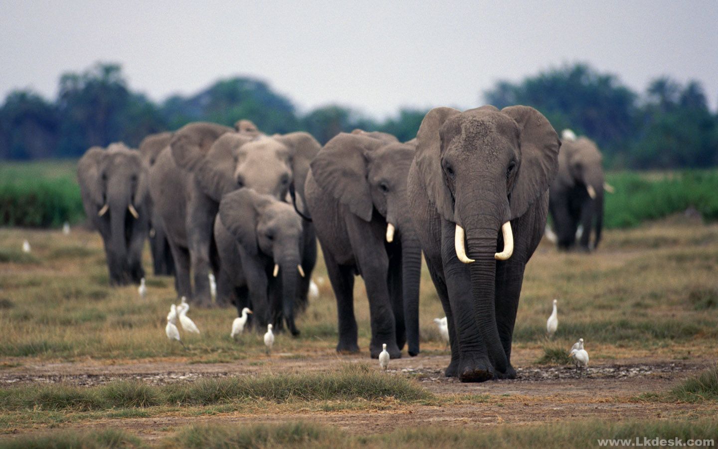African Elephants Are The Largest Land Animals On Earth They