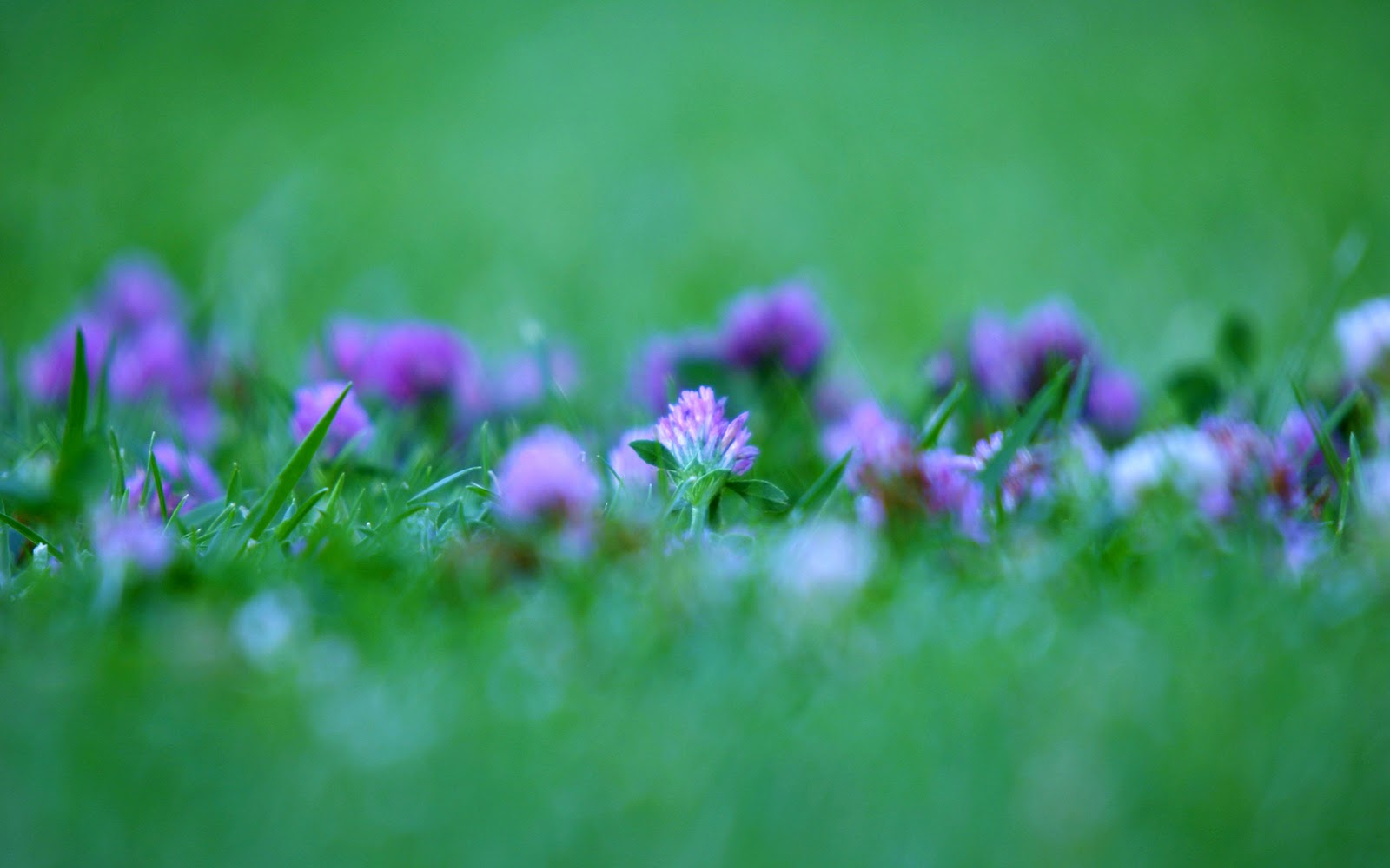 Free Download Wallpaper Creative Windows 7 Official Beautiful