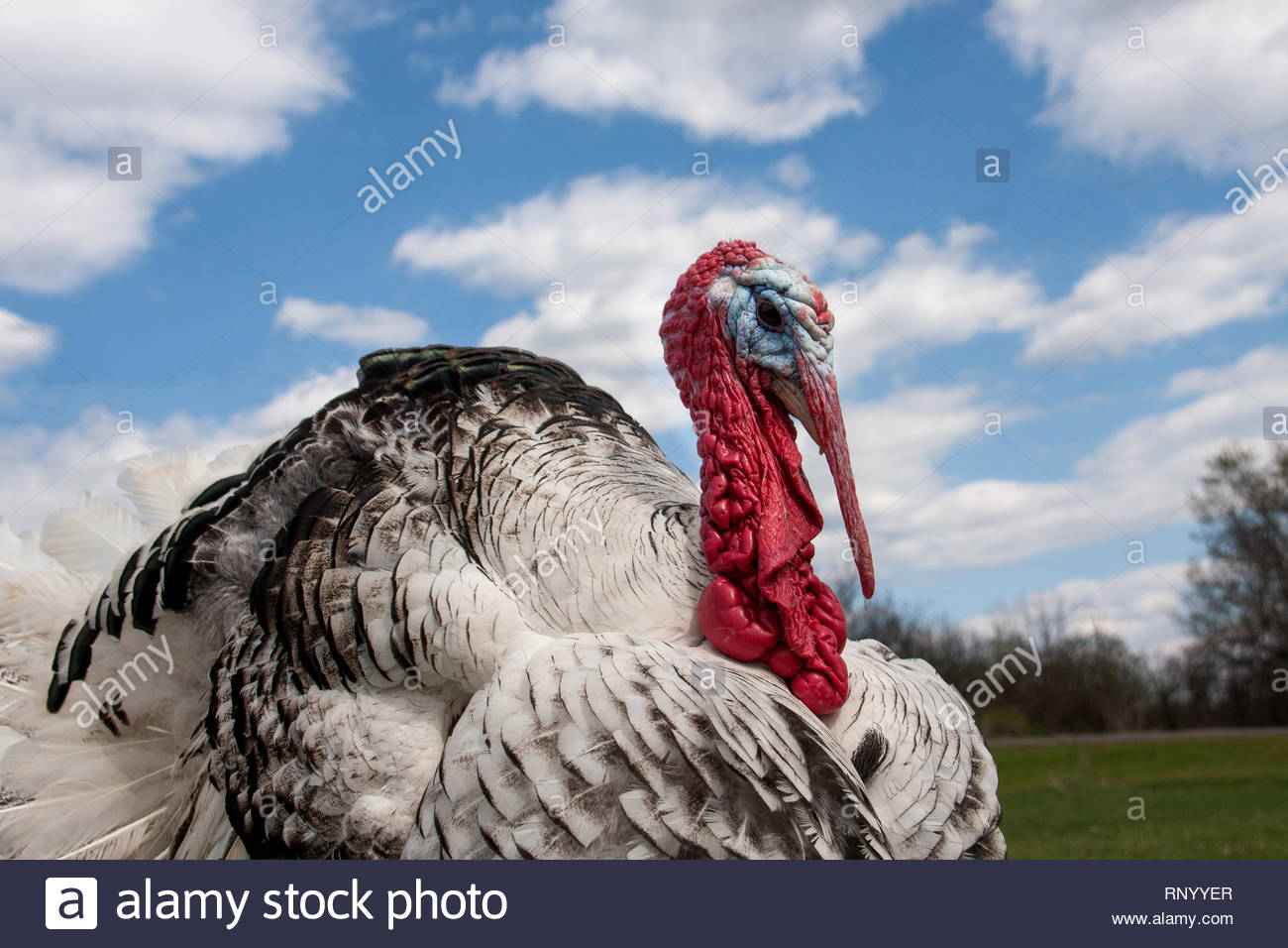Portrait Of A Turkey Male Or Gobbler Closeup On The Blue Sky