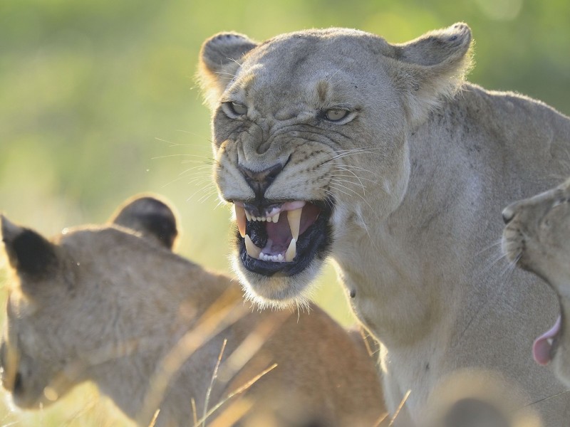 Angry Lioness Wallpaper HD S Wallpapergeeks