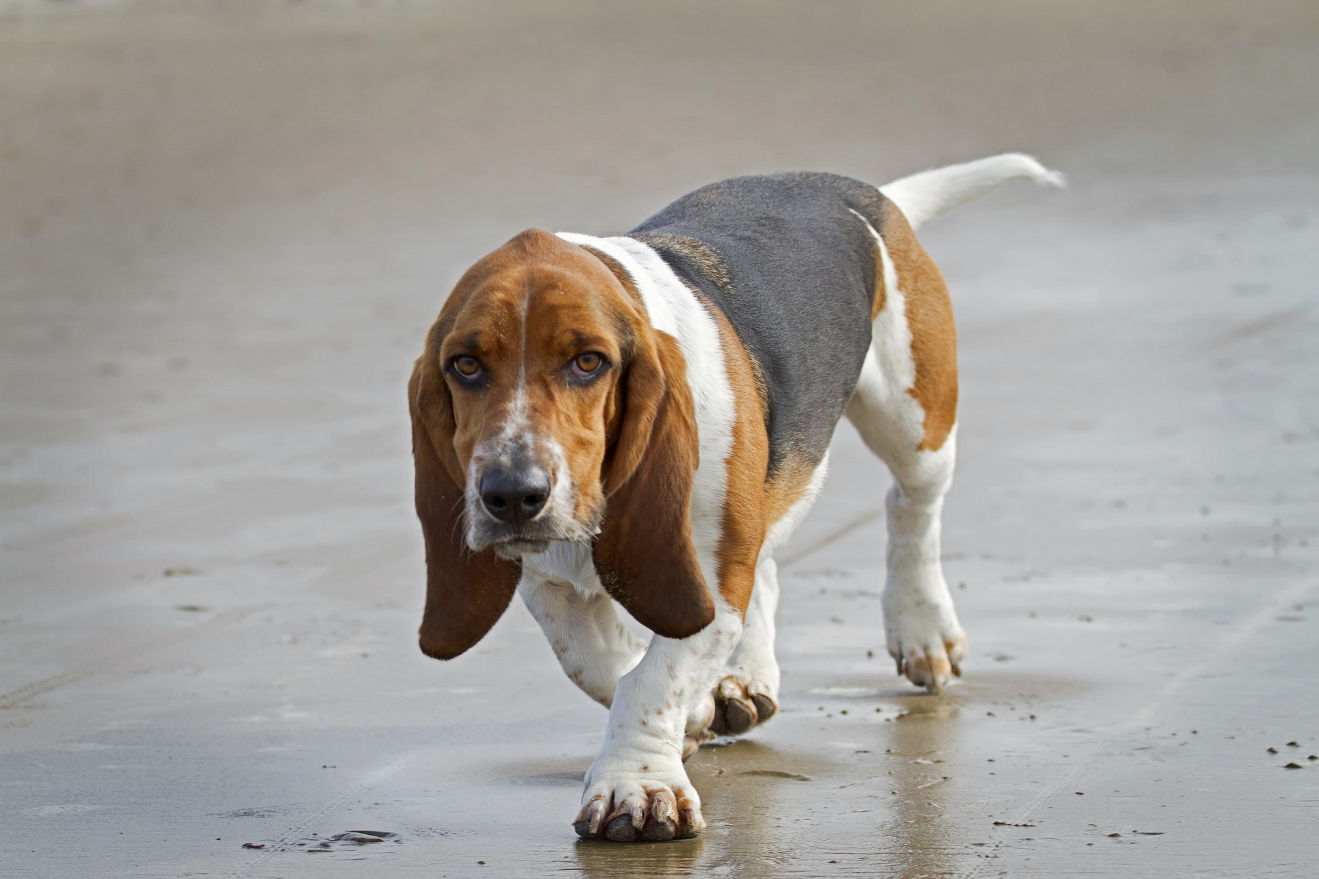 Wallpaper Beagle Dog Friend