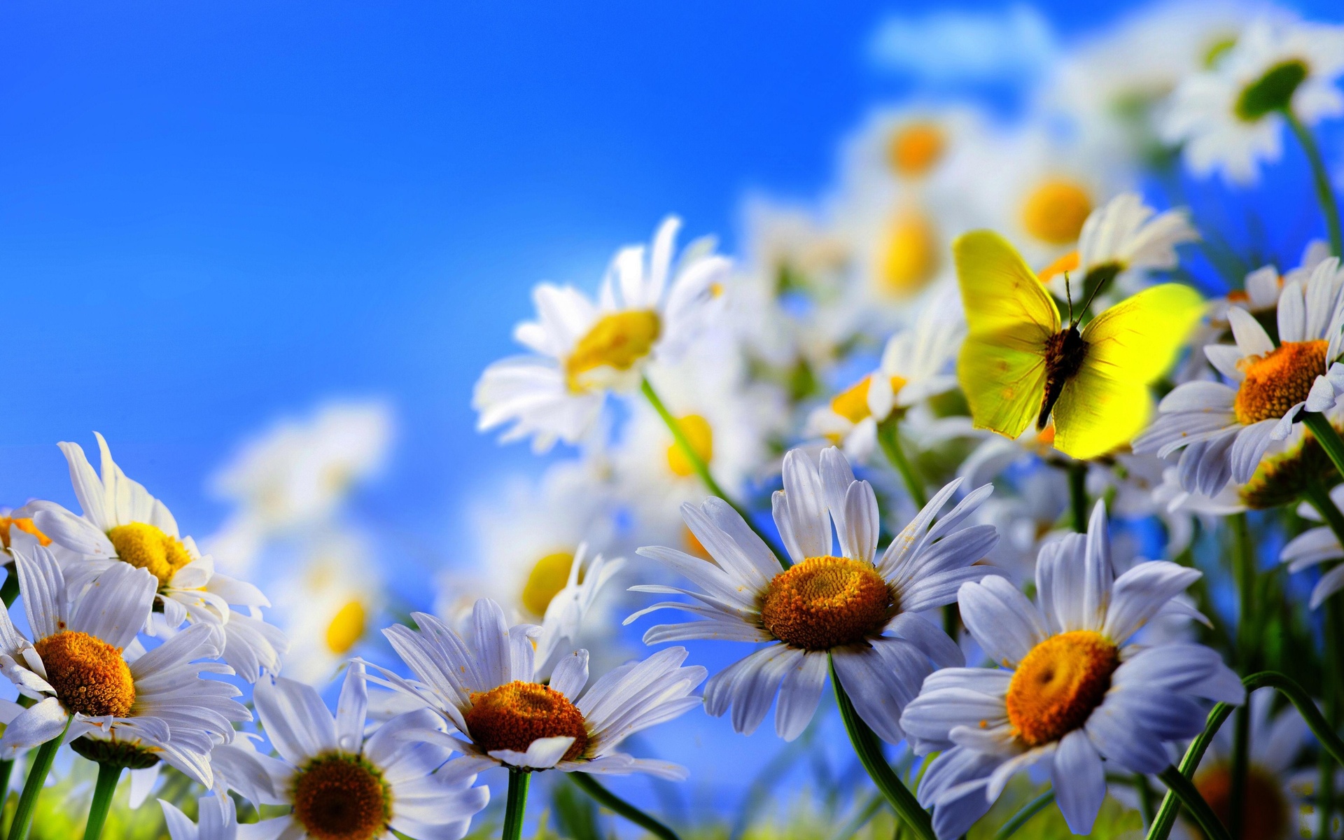 Spring Butterfly HD Background Wallpapers 7767   HD Wallpapers Site