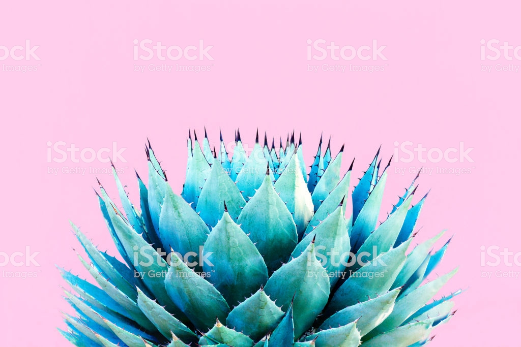 Free download Blue Agave Plant Pink Background Stock Photo Download