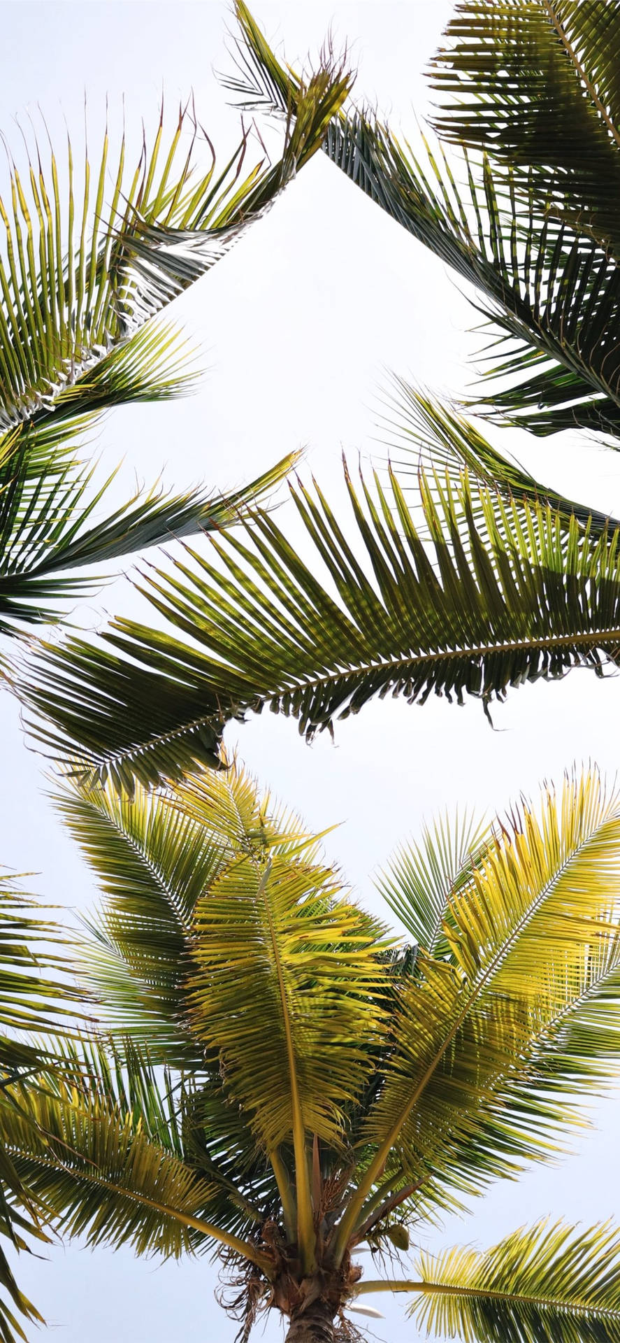 Coconut Tree Wallpaper