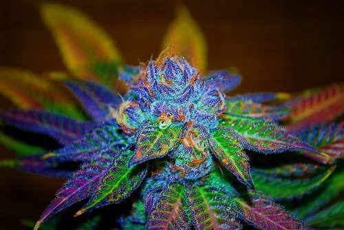 Cannabis Hemp Marijuana Plants Pretty Pot Weed Image