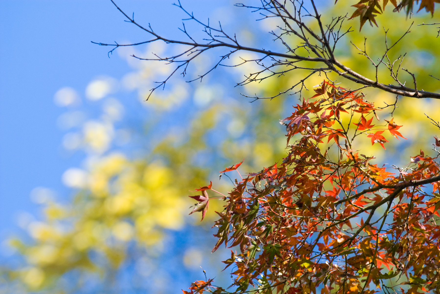 Jeffrey Friedl S Bonanza Of Fall Foliage Desktop Background