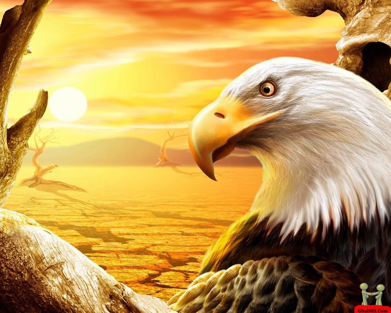 Cute Eagle HD Wallpaper For Desktops Background
