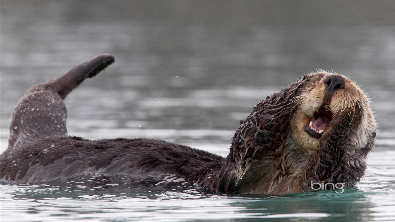 Windows Bing Theme Sea Otters Rest Widescreen HD Wallpaper