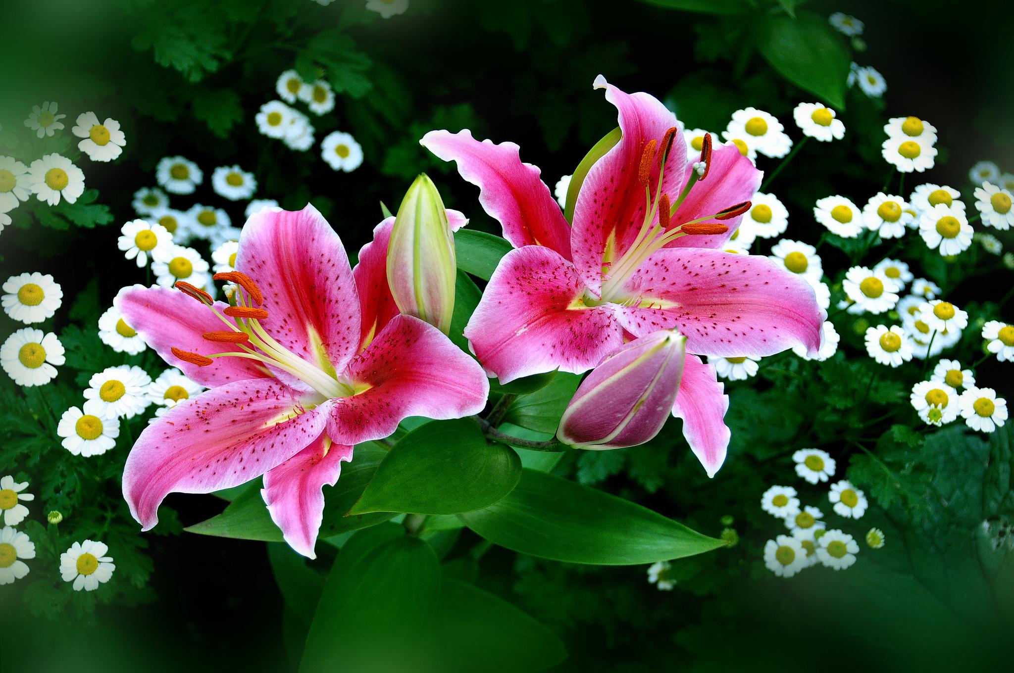 Spring Pink Easter Lilies HD Wallpaper