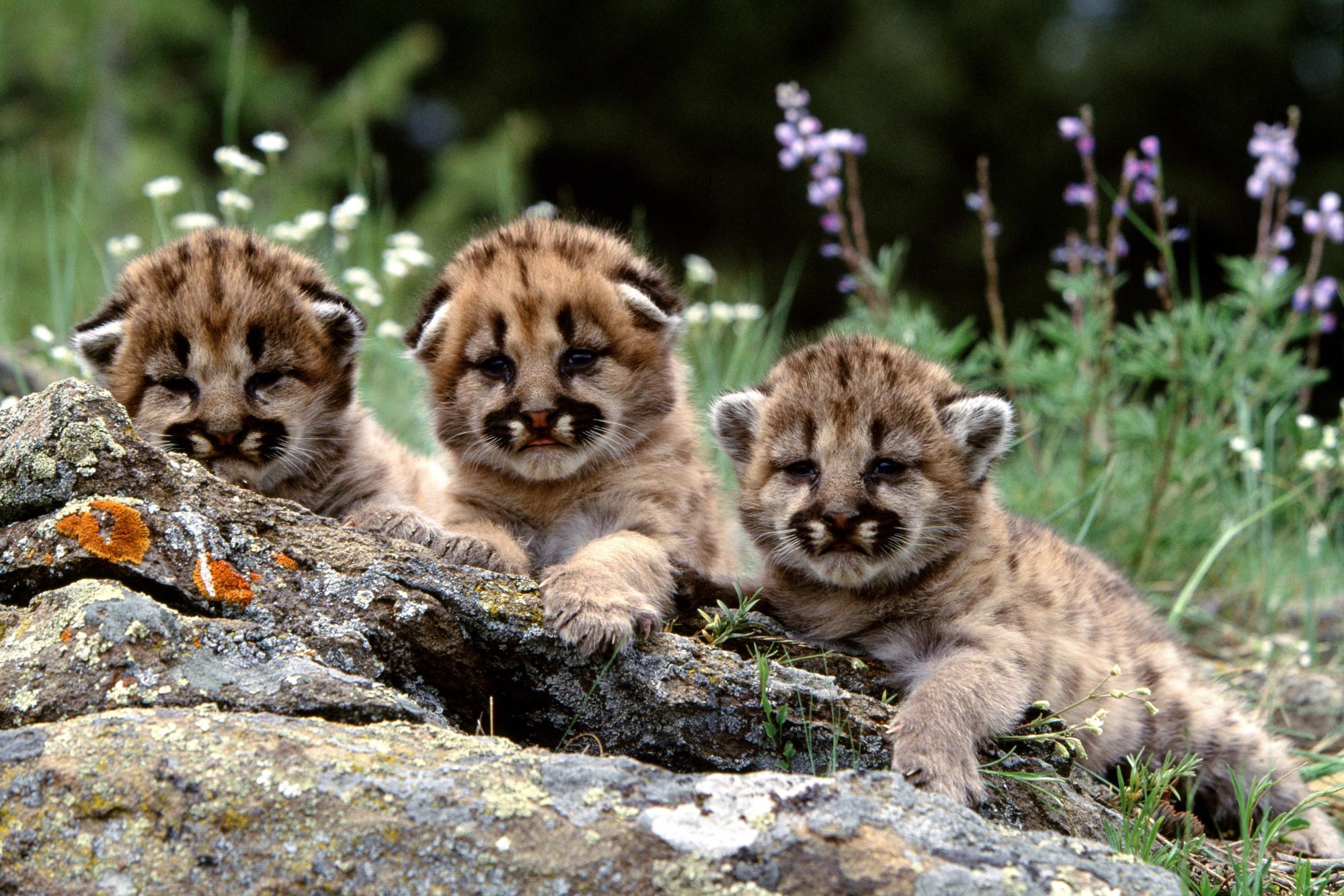 Download Cheetahs wallpaper Cheetah Cubs