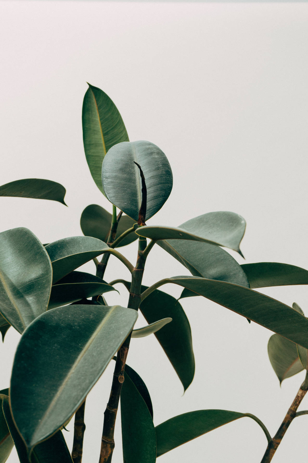 Plant Aesthetic Wallpaper