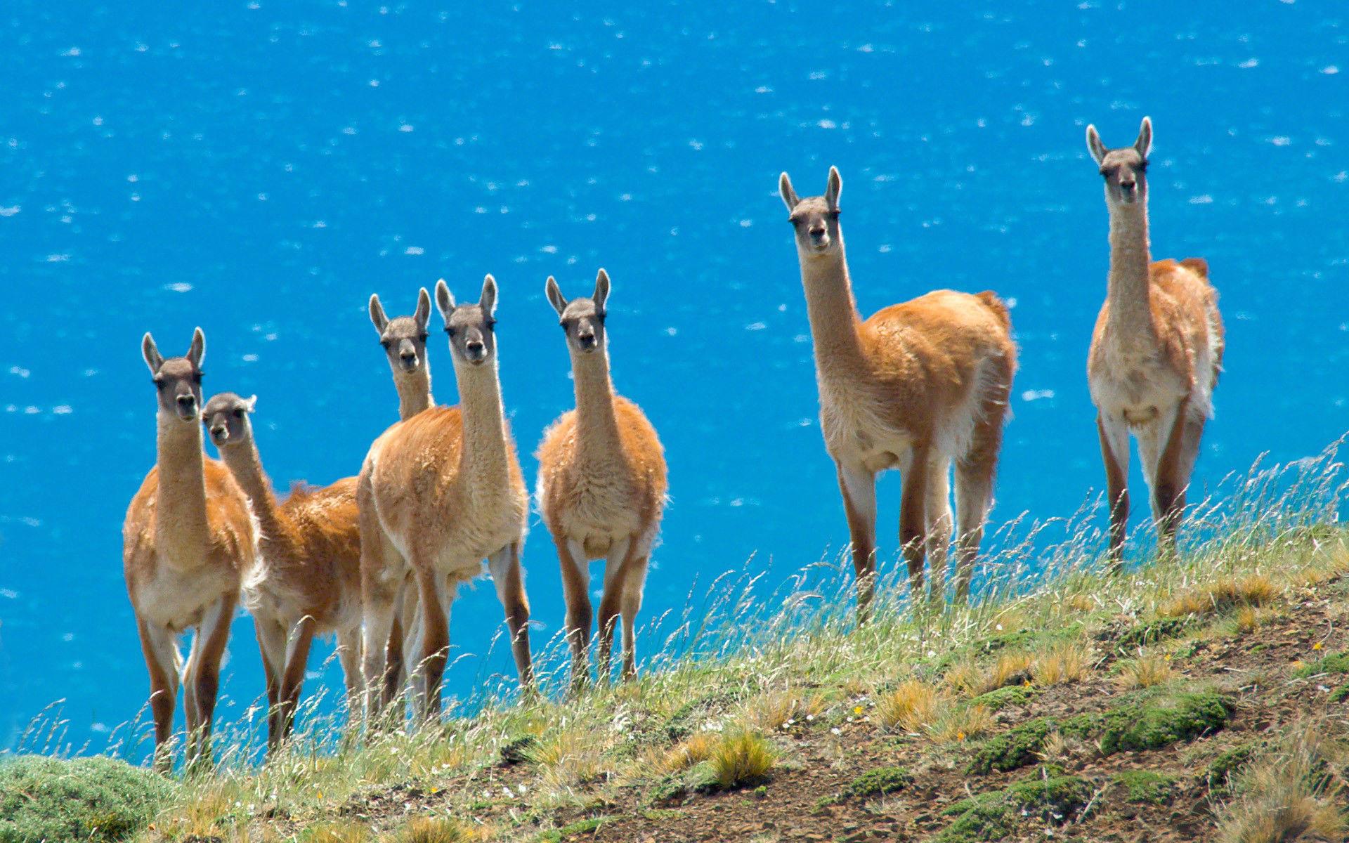 Lama Wallpaper HD