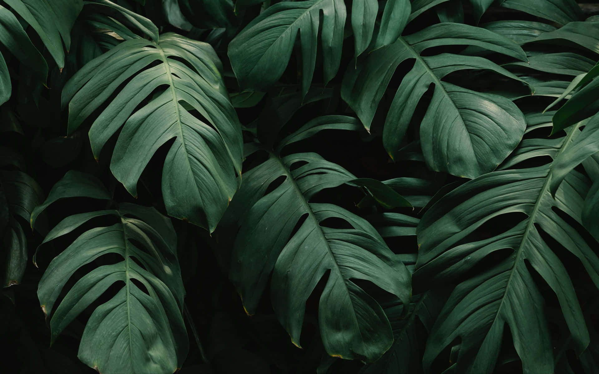 Plant Aesthetic Desktop Wallpaper