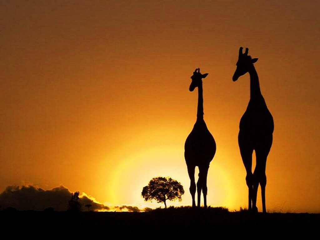Wallpaper Africa HD Background Desktop