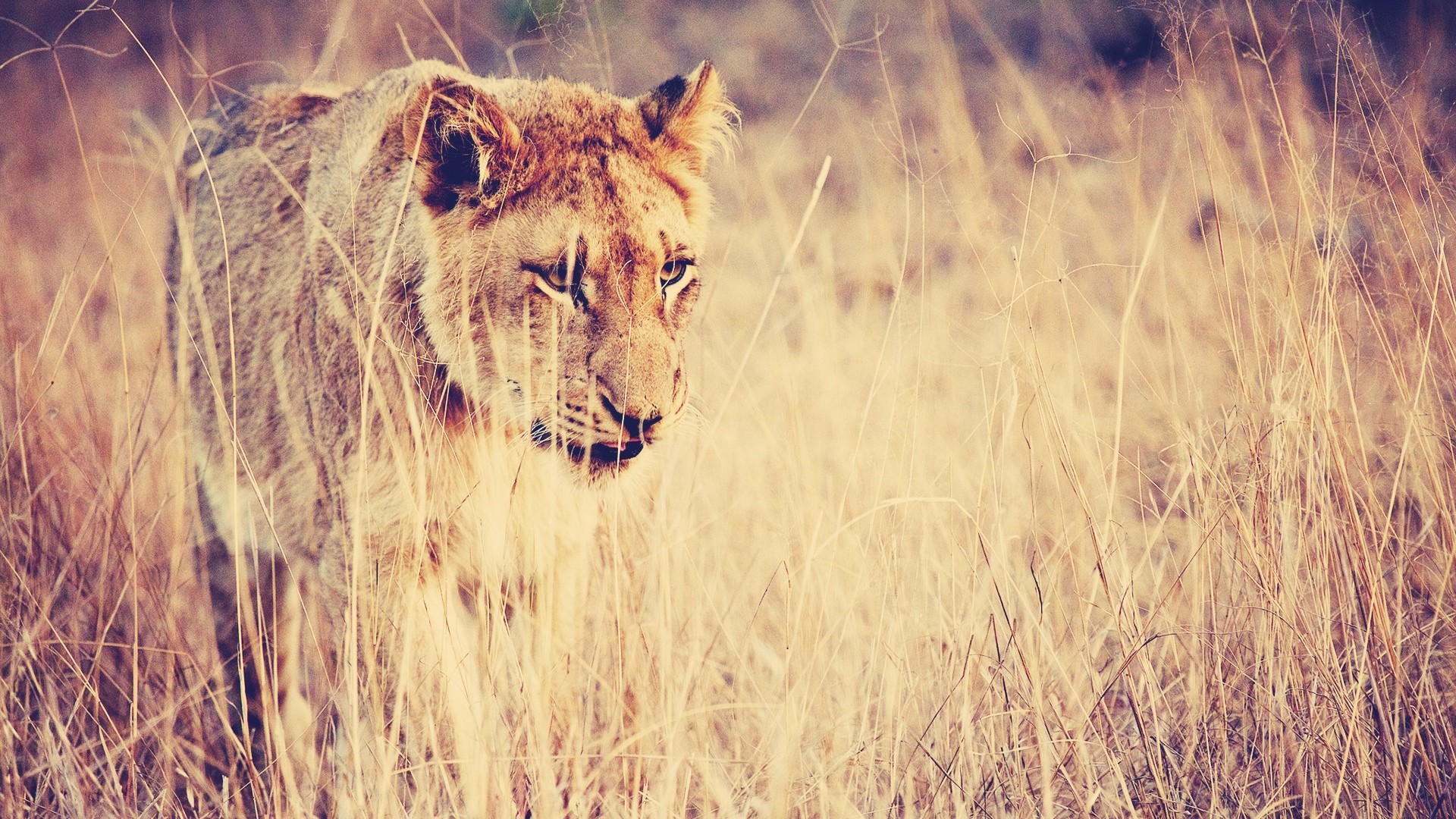 Lioness Wallpaper Brown