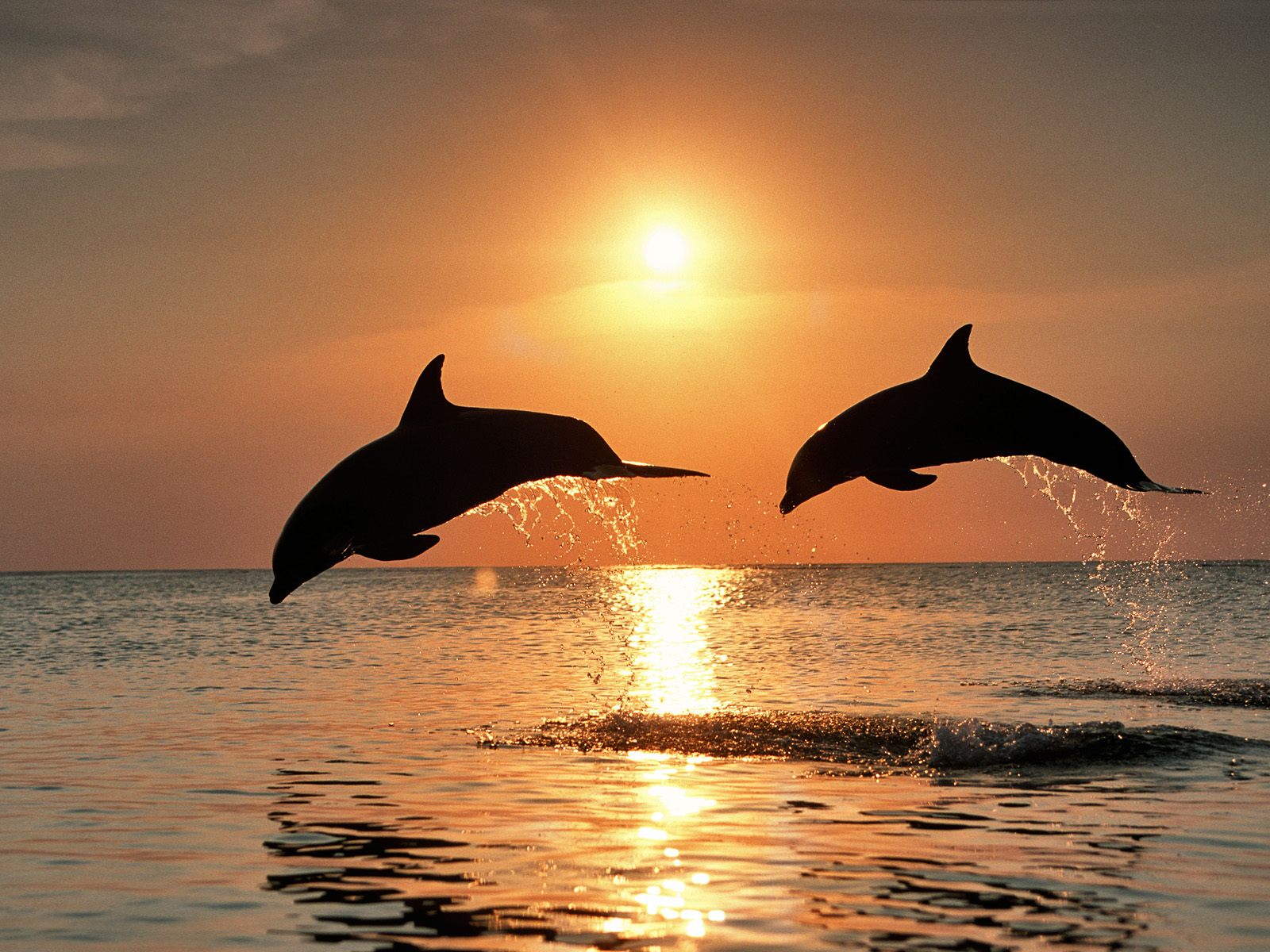 Wallpaper Bottlenose Dolphins