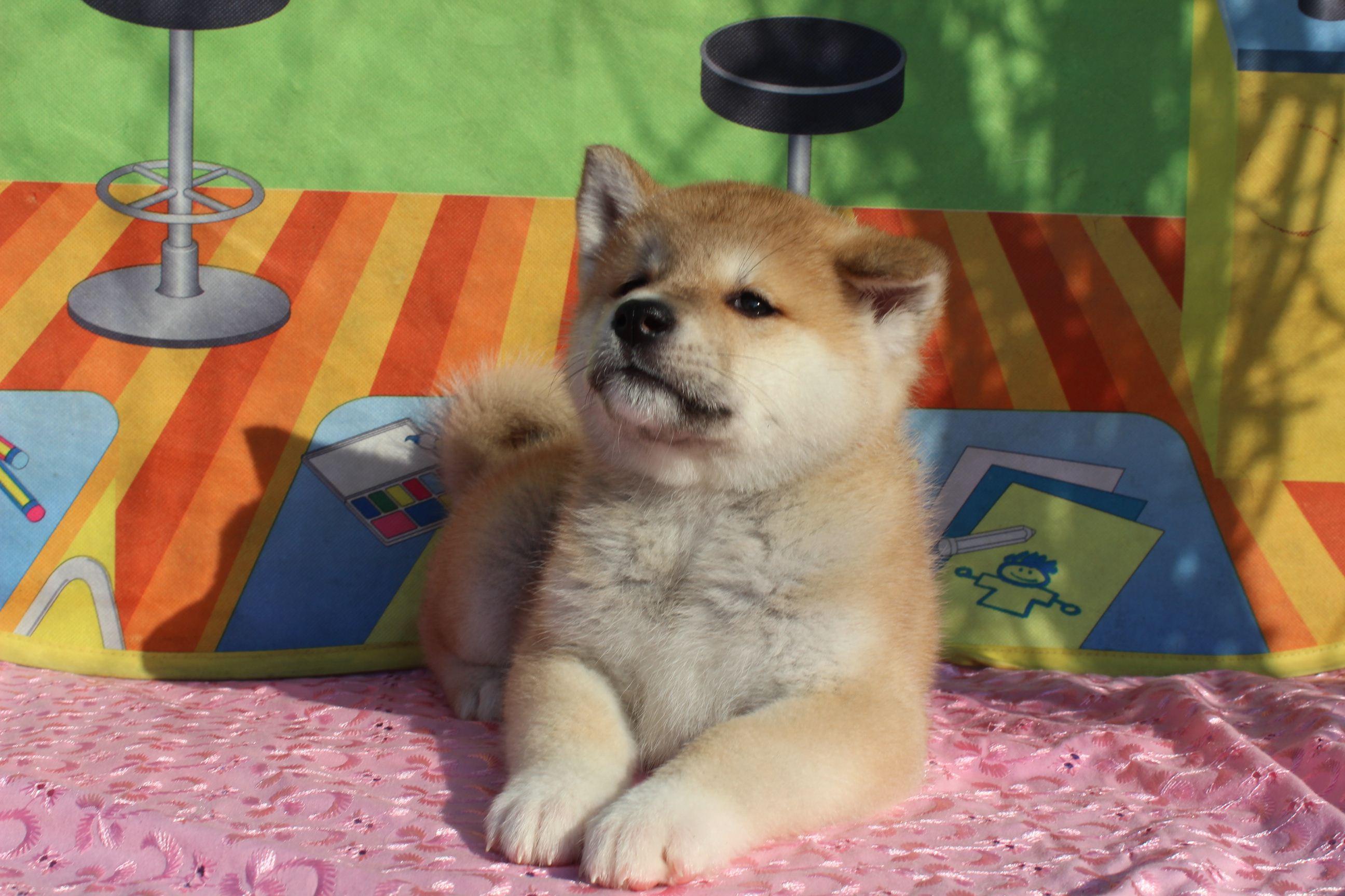 Akita Inu Puppy Lying On A Blanket Wallpaper And Image