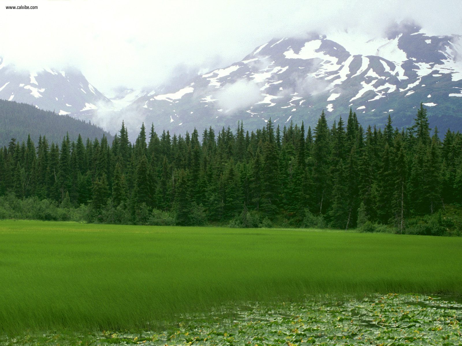 Nature Greener Pastures Moose Pass Alaska Picture Nr